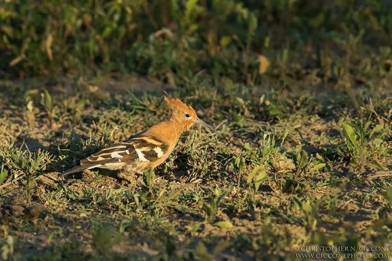 African Hoopoe