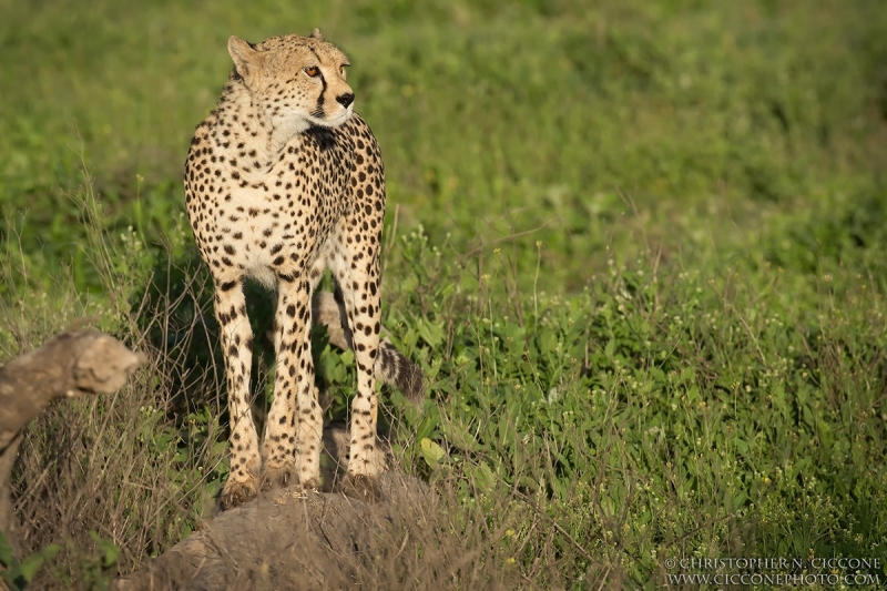 Cheetah