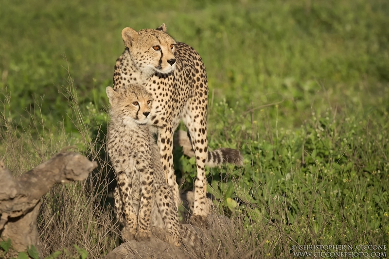 Cheetah with cub