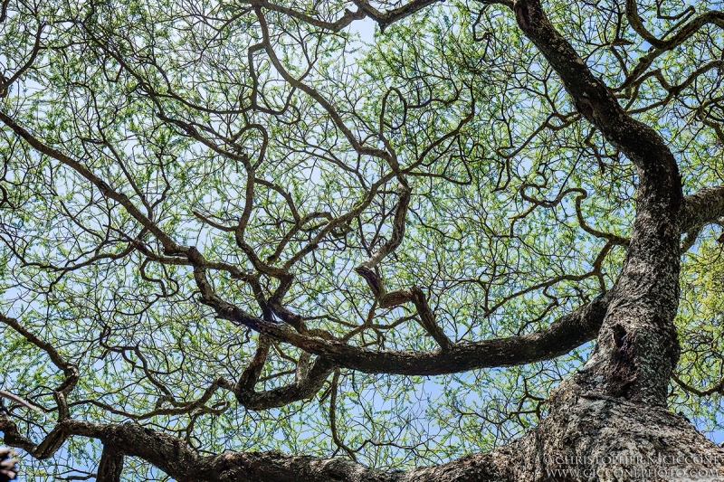 Acacia Tree