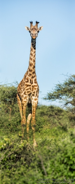 Maasai Giraffe