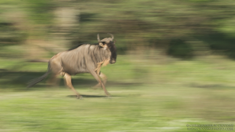 Blue Wildebeest