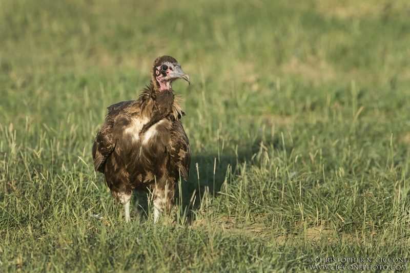 Hooded Vulture