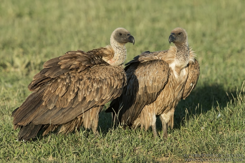 African White-Backed Vultures