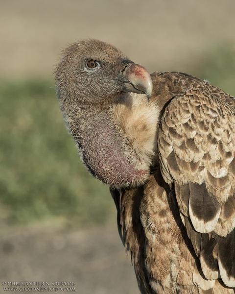 Ruppell's Griffin Vulture