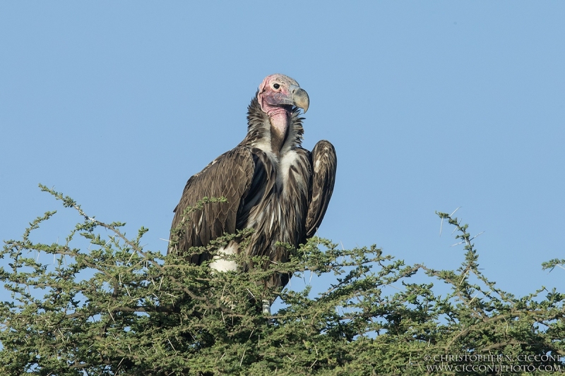 Lappet-faced Vulture