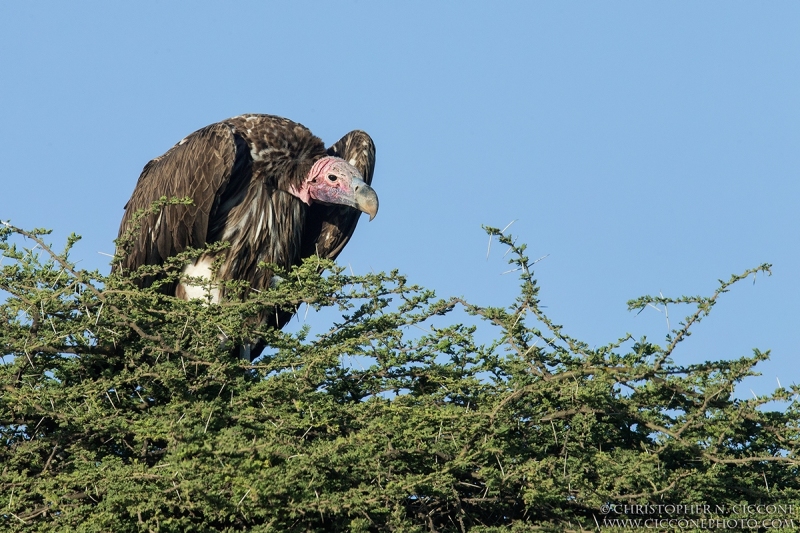 Lappet-faced Vulture