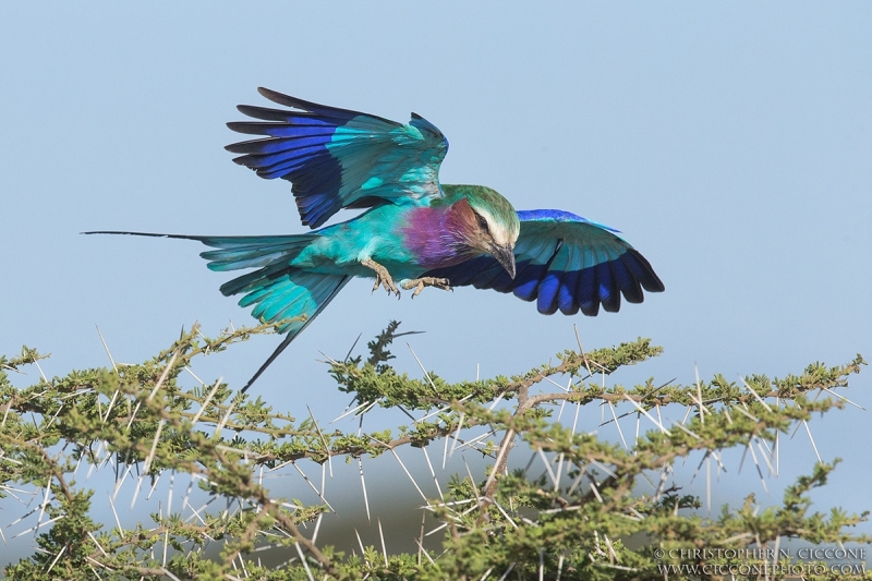 Lilac-breasted Roller