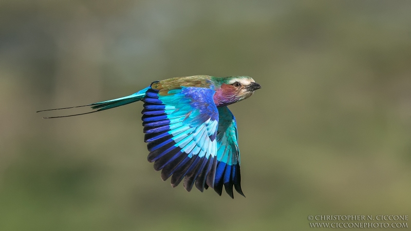 Lilac-breasted Roller