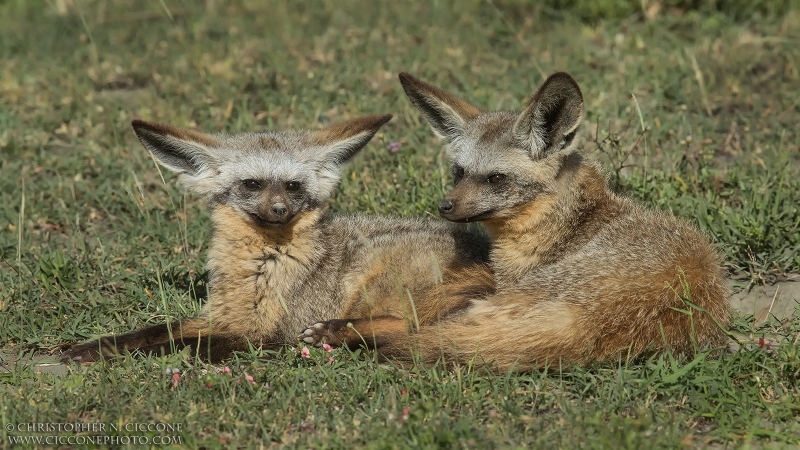 Bat-eared Fox