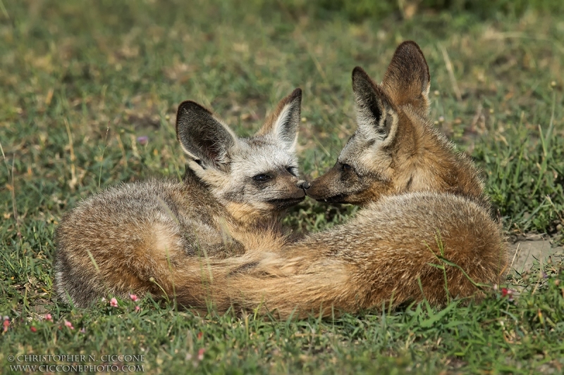 Bat-eared Fox