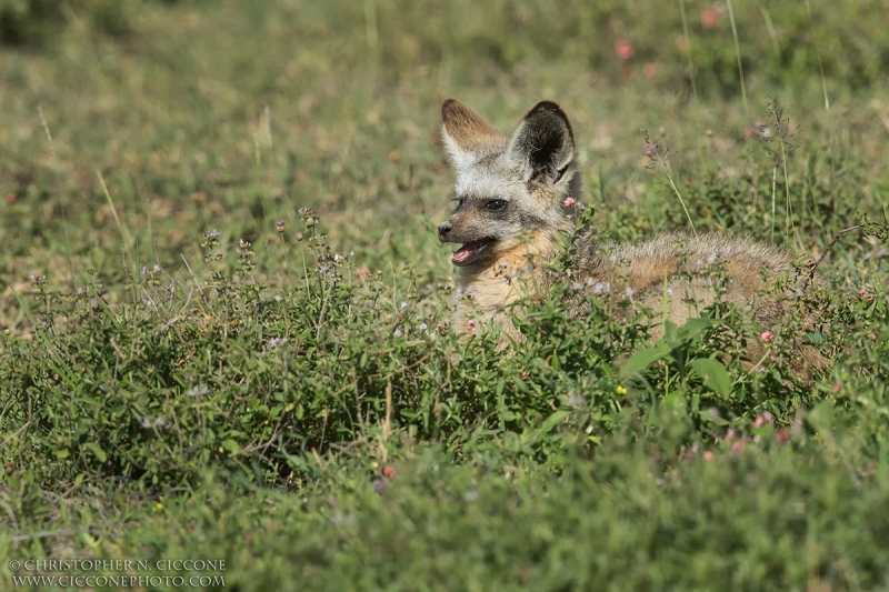 Bat-eared Fox