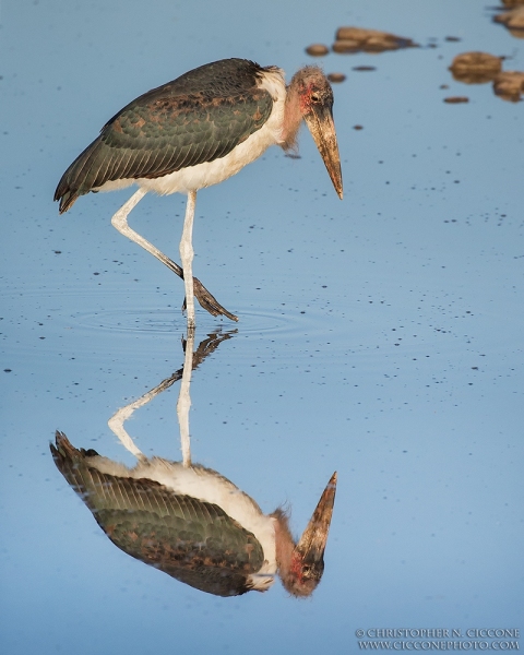 Marabou Stork