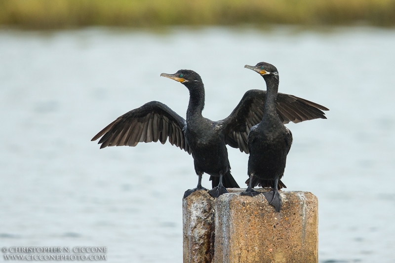 Neotropic Cormorant