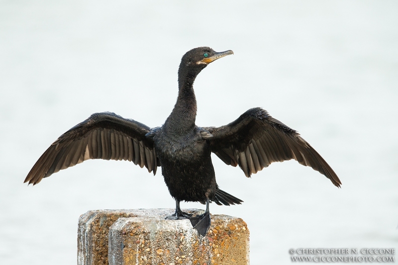 Neotropic Cormorant