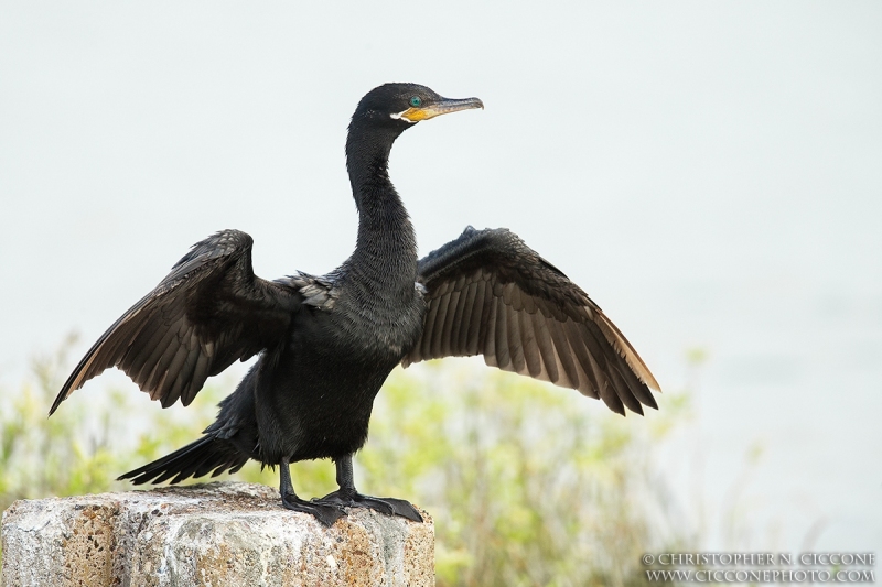 Neotropic Cormorant