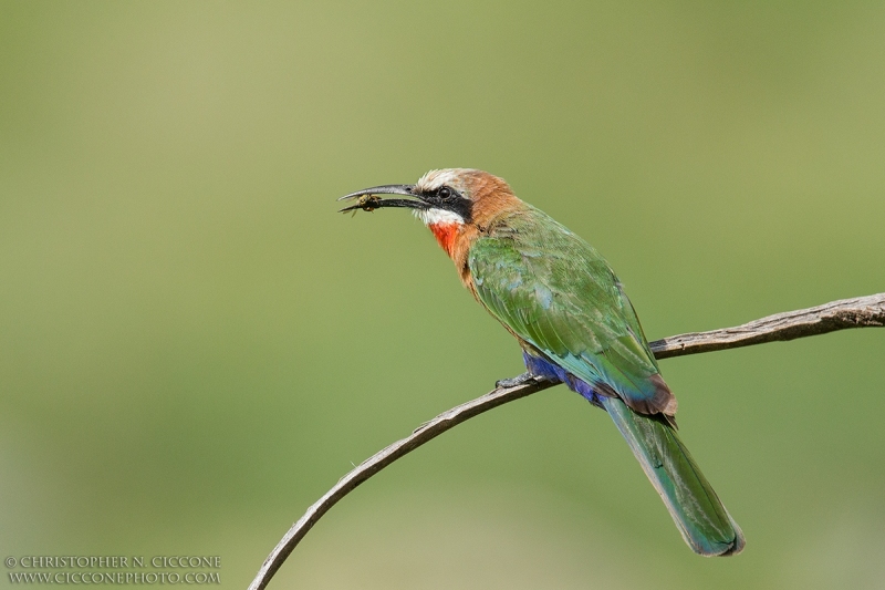 White-fronted Bee-eater