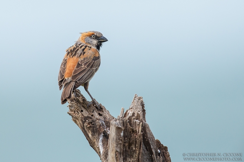 Rufous Sparrow