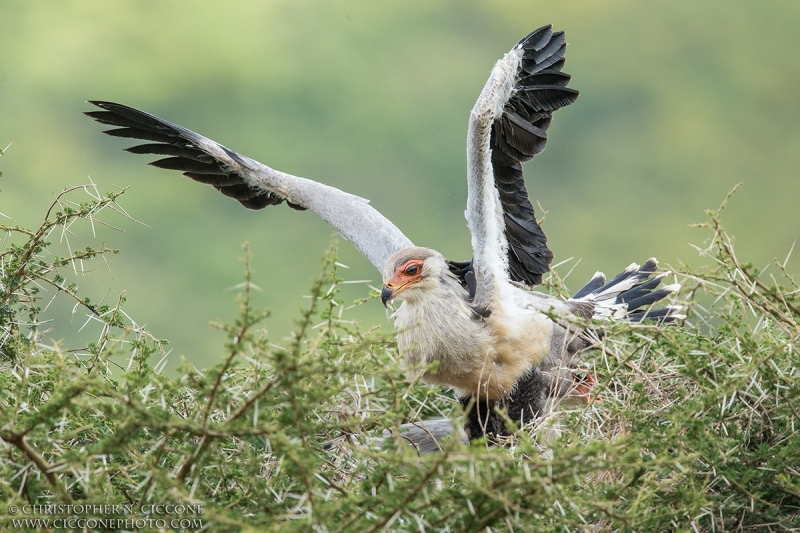 Secretary Bird