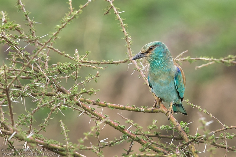 European Roller