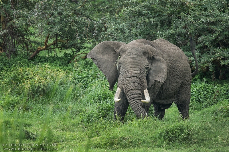 Elephant