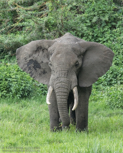 Elephant