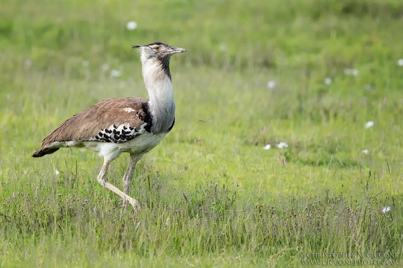 Kori Bustard