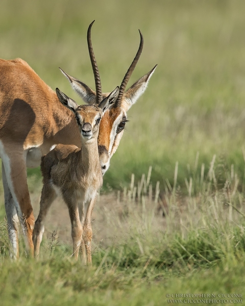 Grant's Gazelles