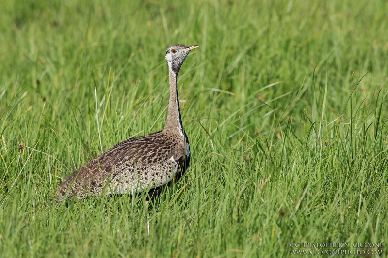 Black-bellied Bustard