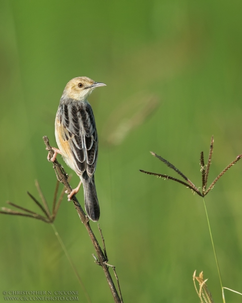 Winding Cisticola