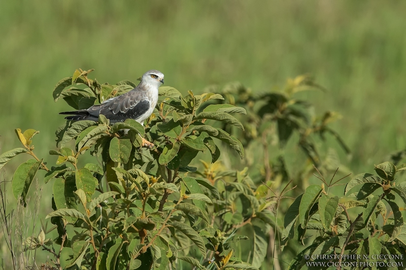 Black-shouldered Kite