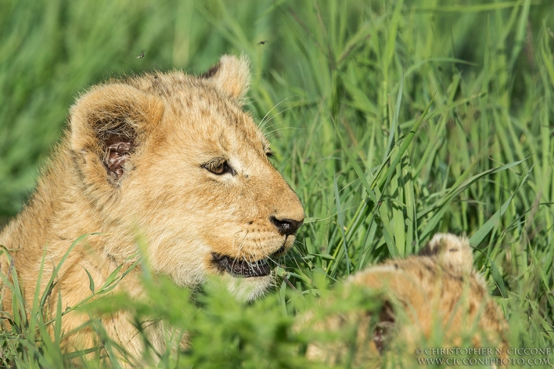 Lion Cub