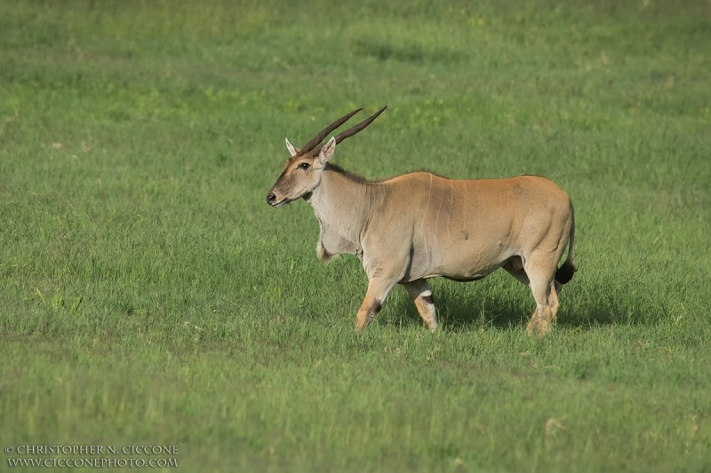 Eland