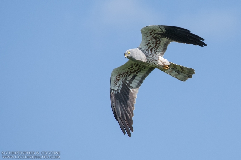 Montagu's Harrier