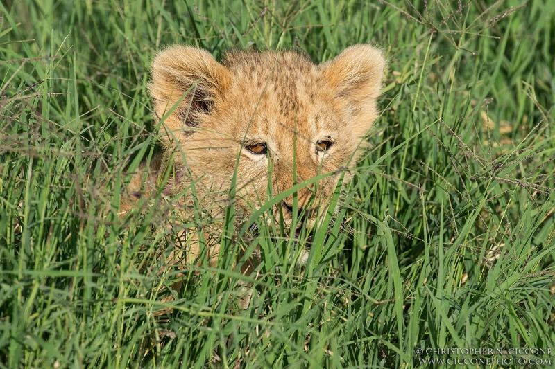 Lion Cub