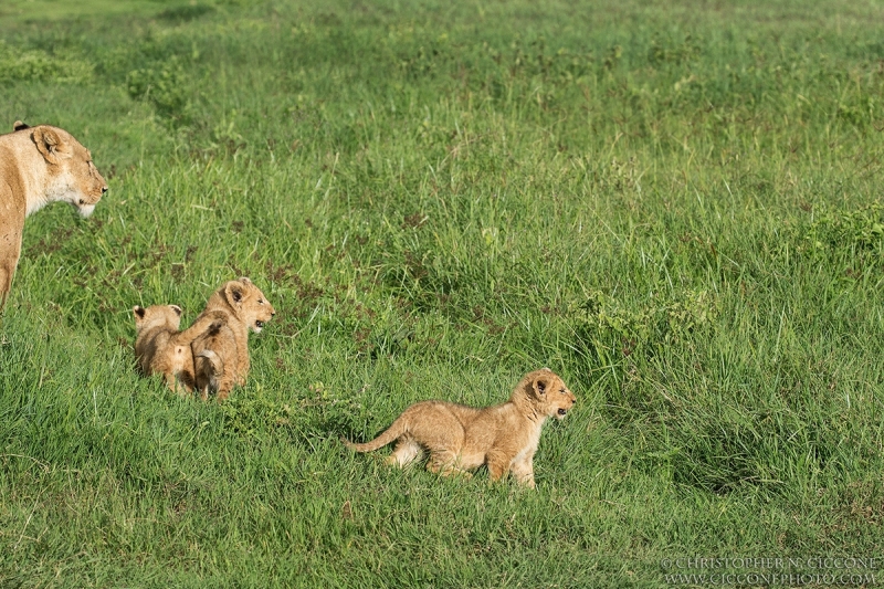 Lion Cub