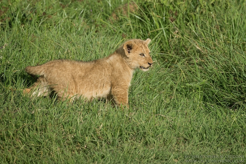 Lion Cub