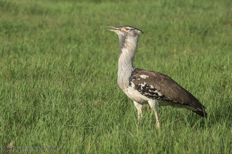 Kori Bustard