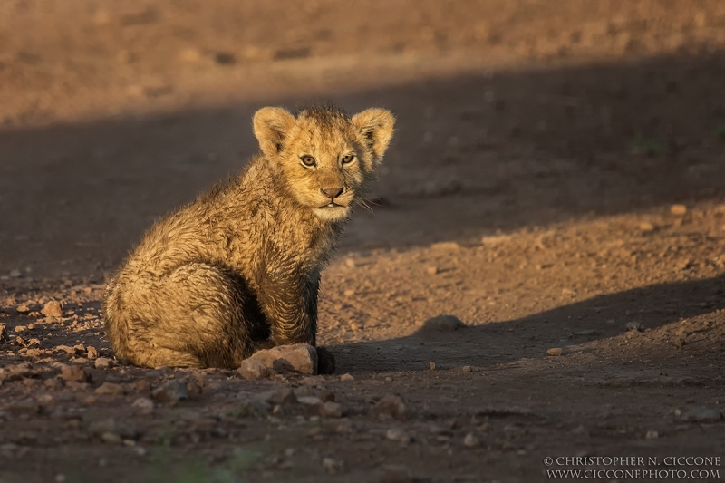 Lion Cub