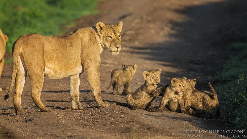 Lions