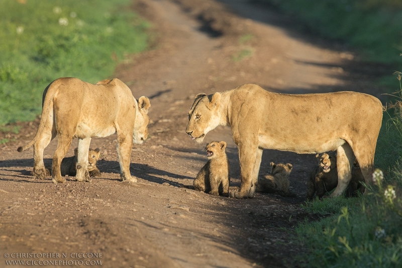 Lions