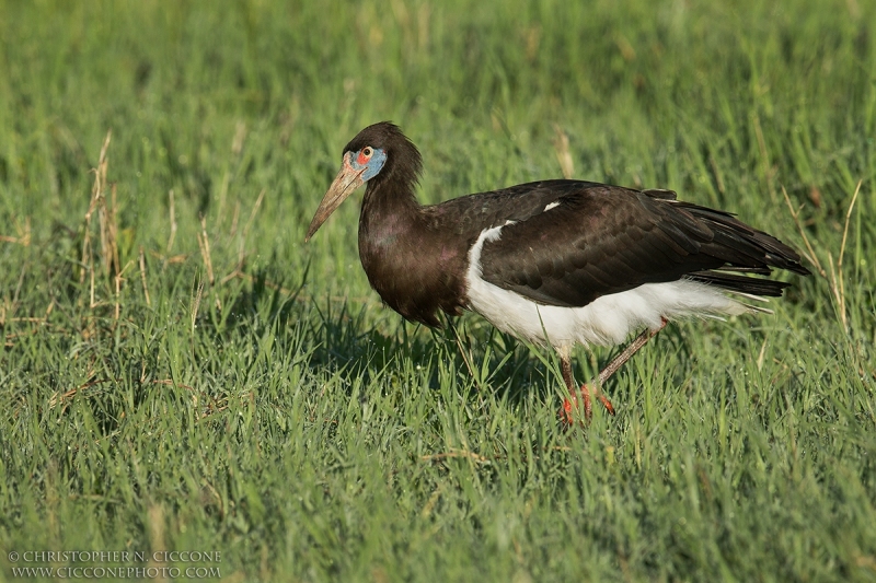 Abdim's Stork