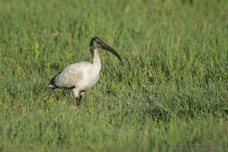 Sacred Ibis