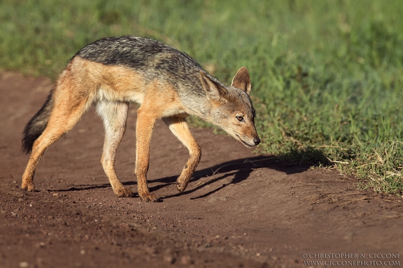 Black-backed Jackal