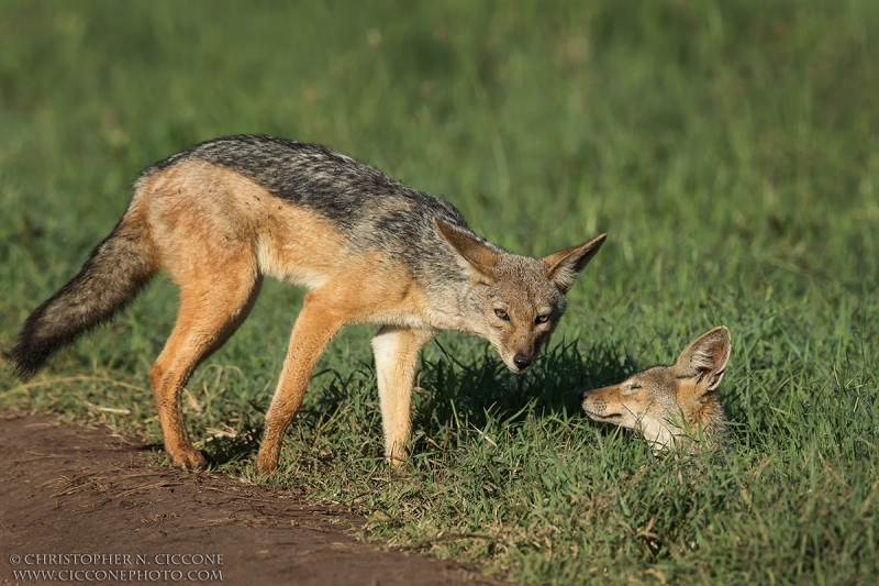 Black-backed Jackal