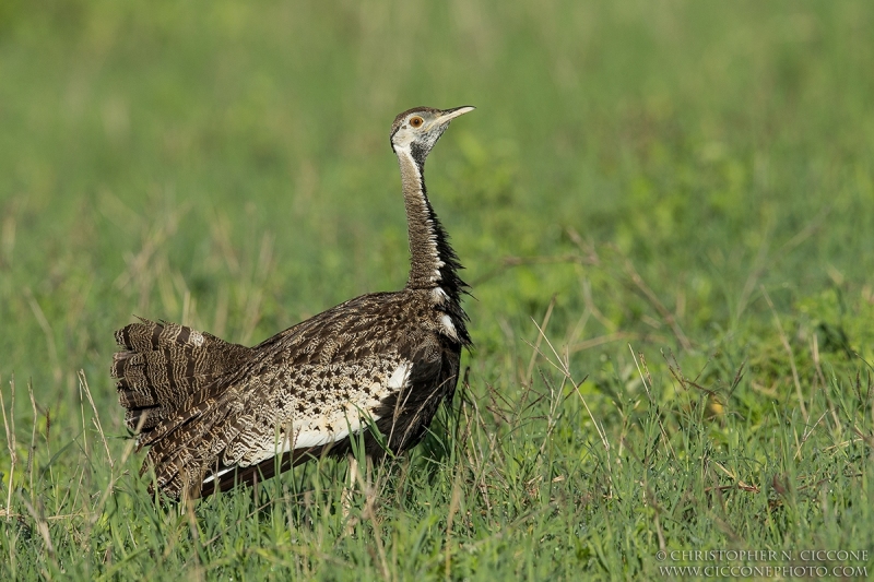 Black-bellied Bustard