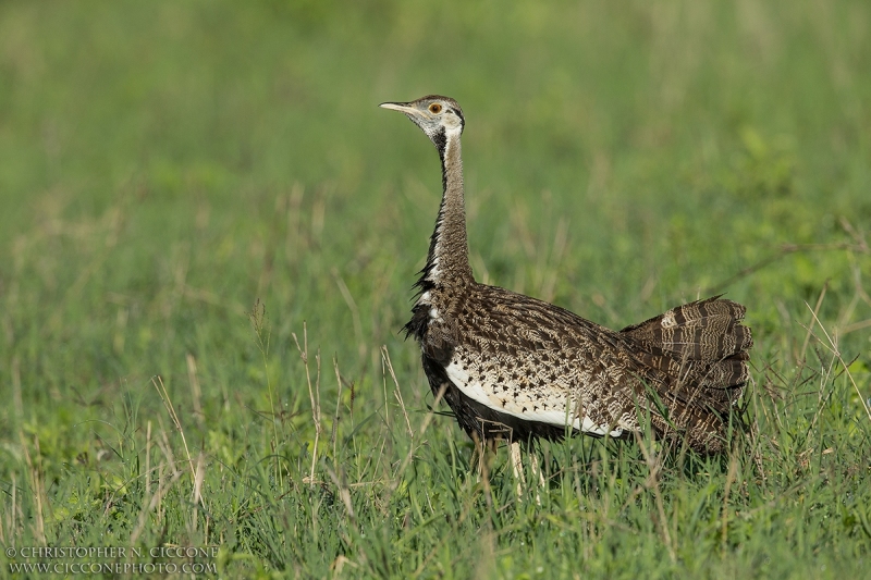 Black-bellied Bustard