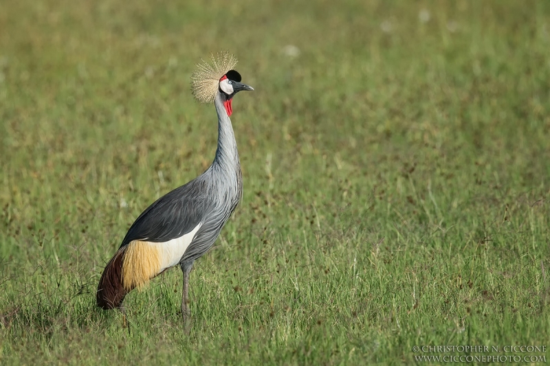 Grey Crowned-Crane