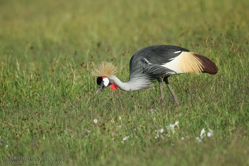 Grey Crowned-Crane