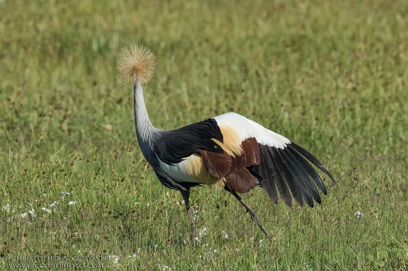 Grey Crowned-Crane